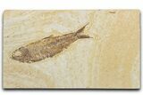 Detailed Fossil Fish (Knightia) - Wyoming #354034-1